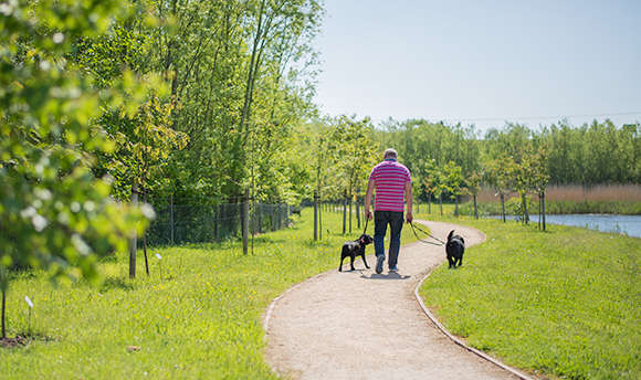 Dog walker strolling along 33Ƶ walk way in the sunshine